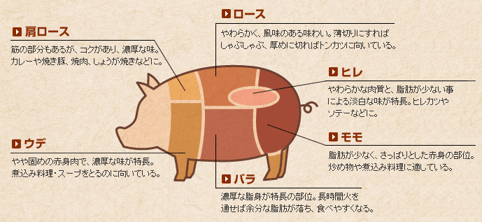 部位イラスト
